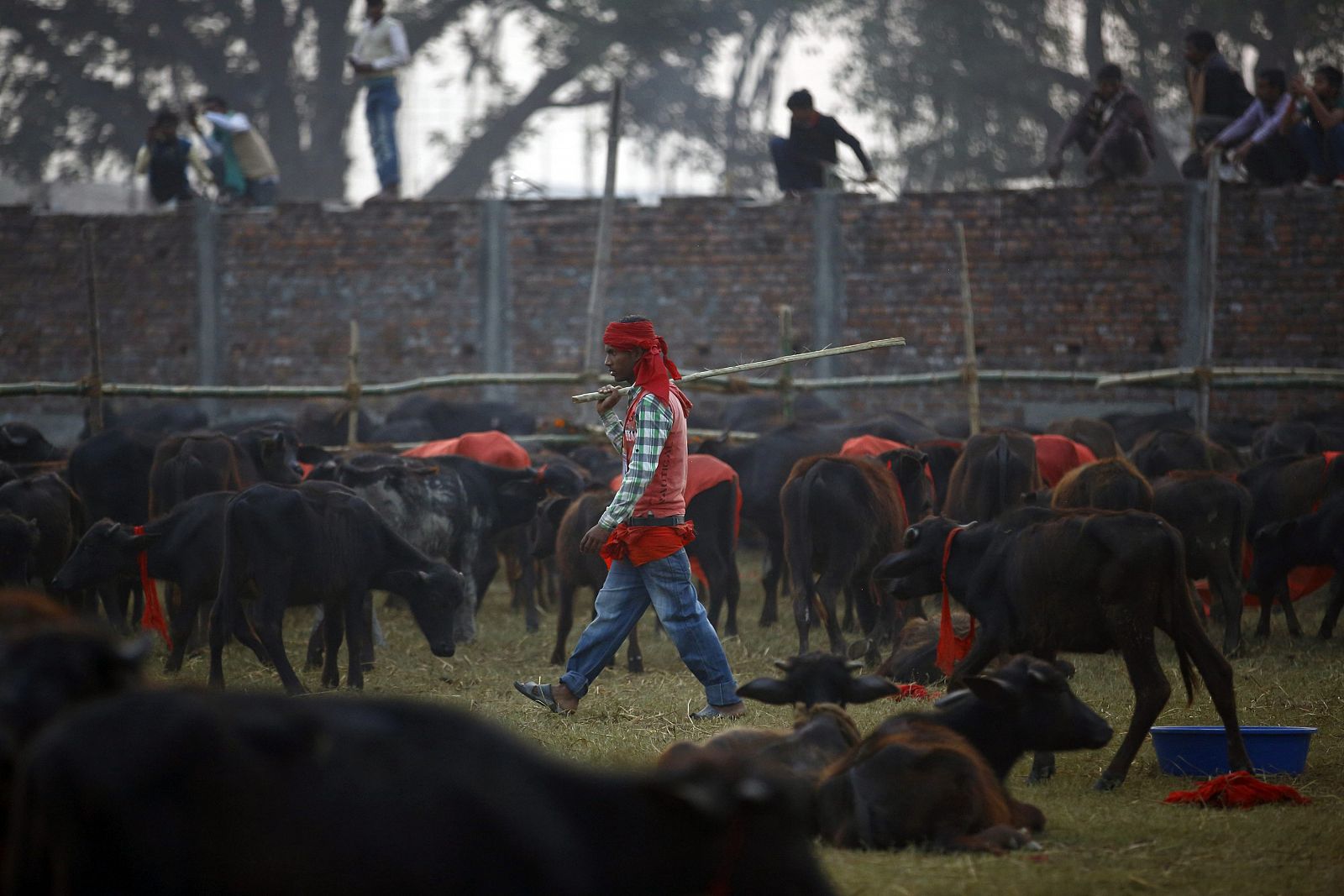 Un pastor pasea entre decenas de búfalos en las horas previas al sacrificio