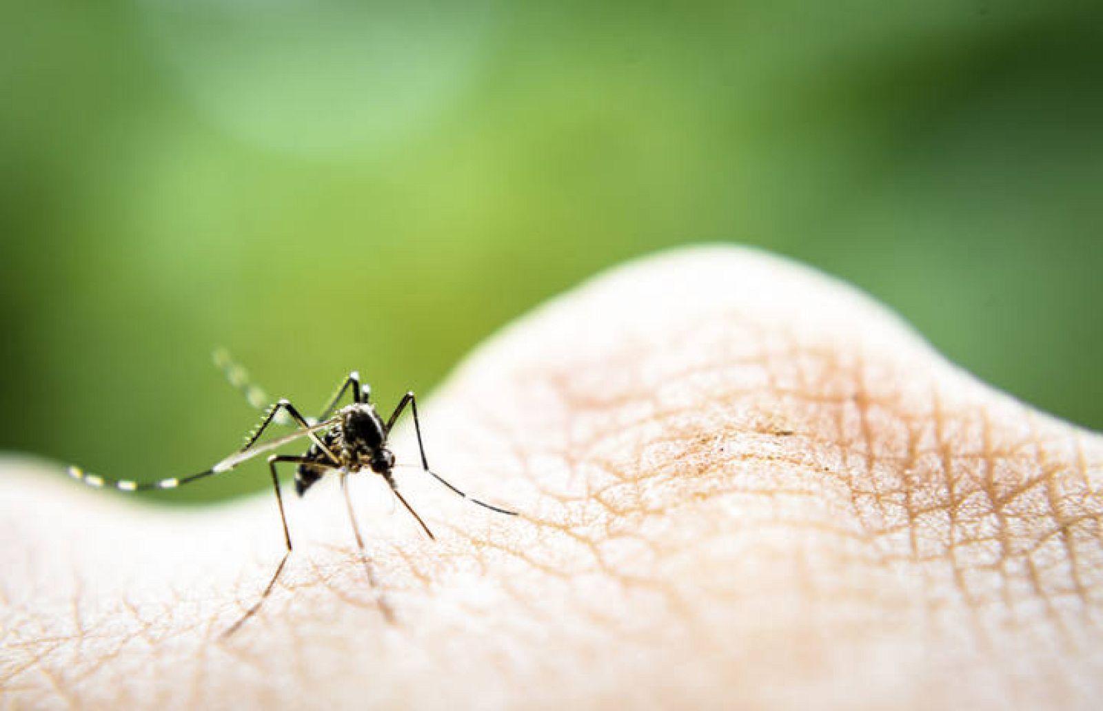 Mosquito Aedes que transmite el dengue.