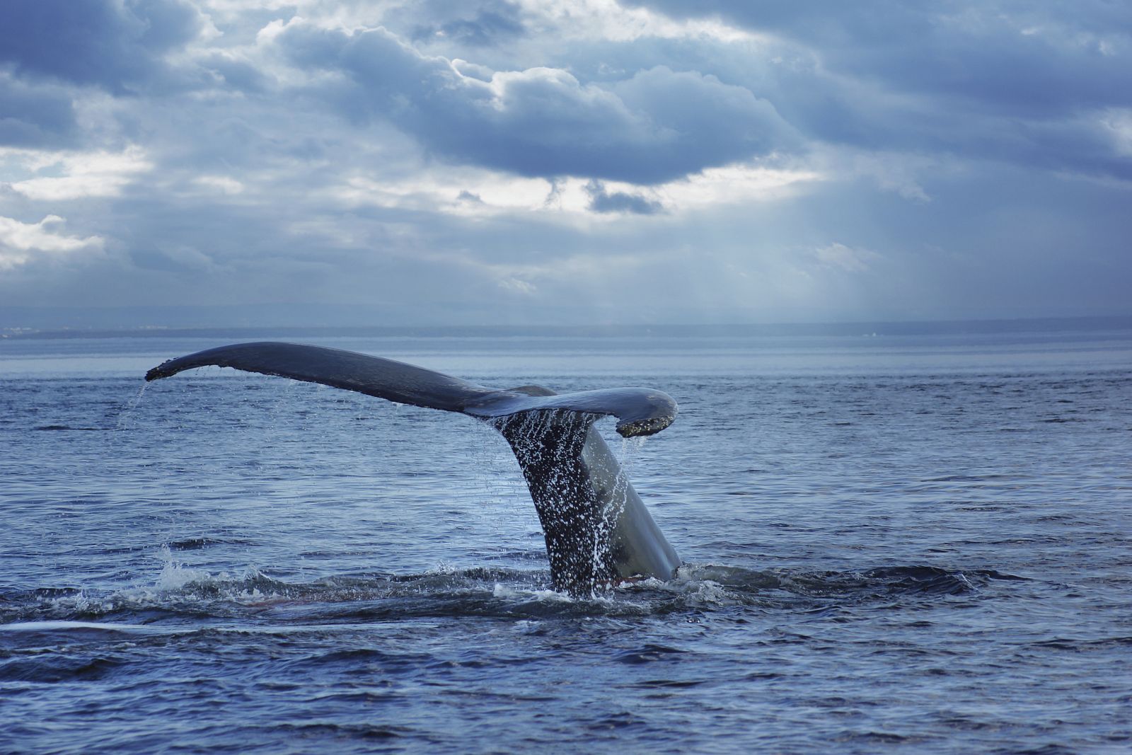 Una ballena se sumerge en el océano Atlántico.