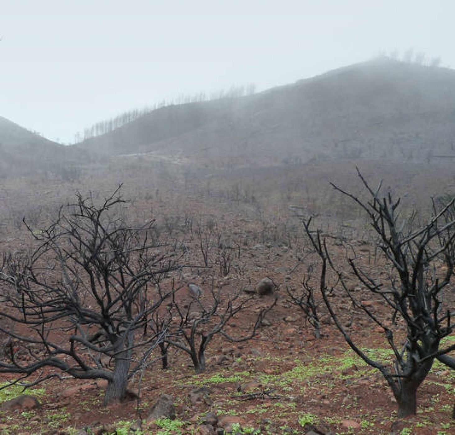  Bosque quemado en La Gomera (Islas Canarias).