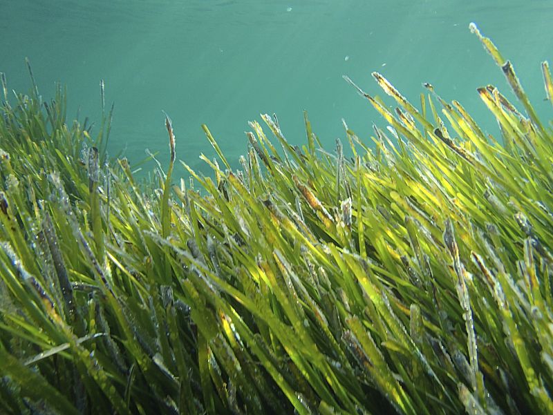 Posidonia en el océano.