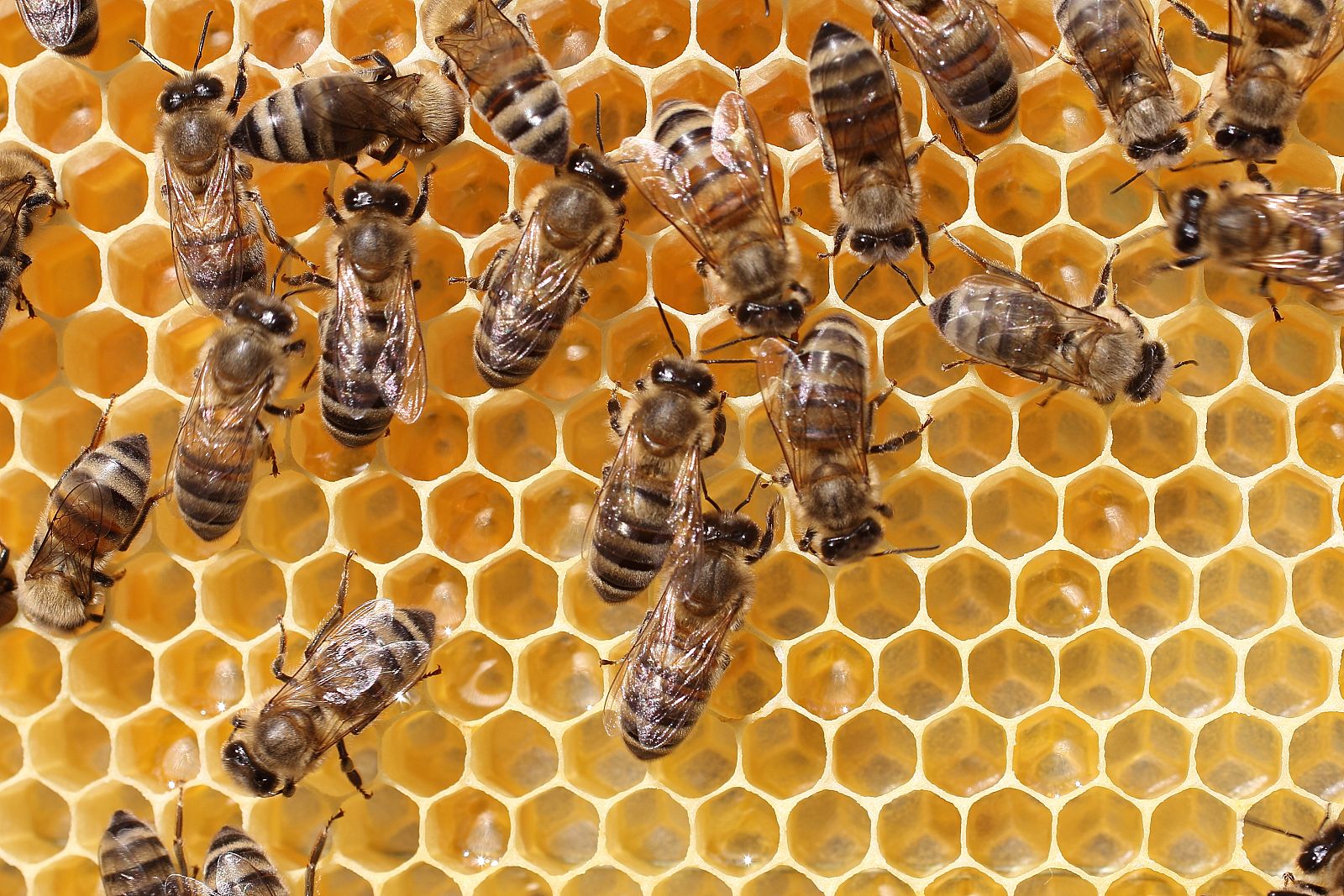El estrés en las abejas explicaría el colapso de colmenas