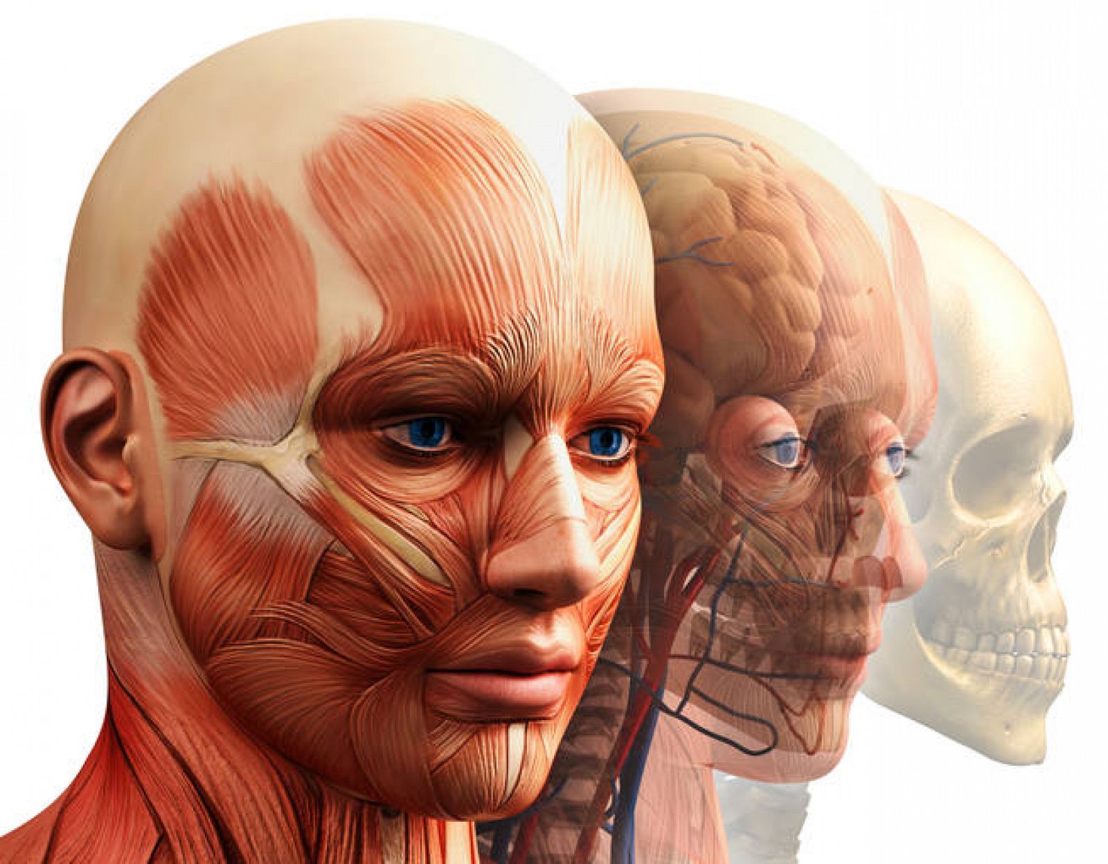 Зона лба. Мышцы лица и шеи анатомия для косметологов. Анатомия головы и шеи человека. Миофасциальный массаж лица анатомия.