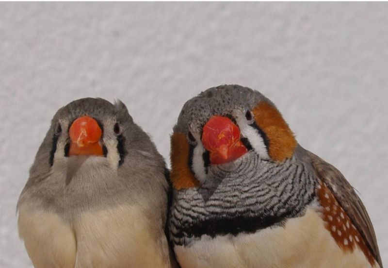 Pareja de diamante mandarín (Taeniopygia guttata) muestra picos de diferente intensidad.