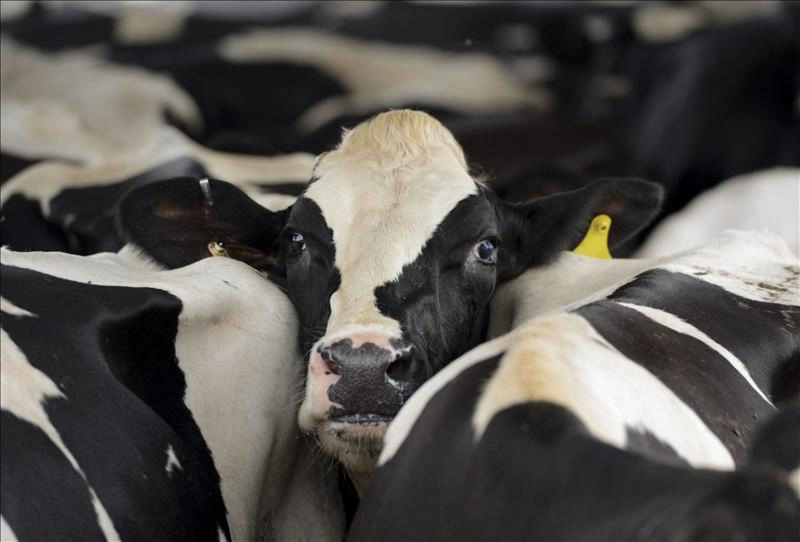 Unas vacas esperan a ser ordeñadas