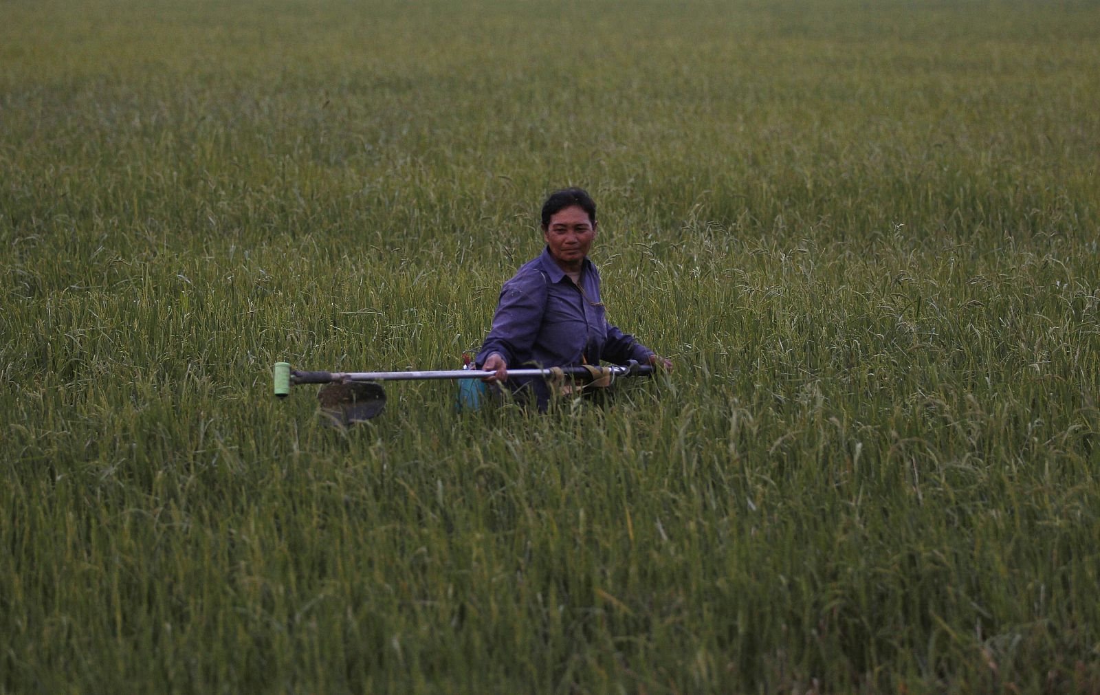 Una granjera taliandesa trabaja un campo de arroz en la provincia de Nakhonsawan, al norte de Bangkok.