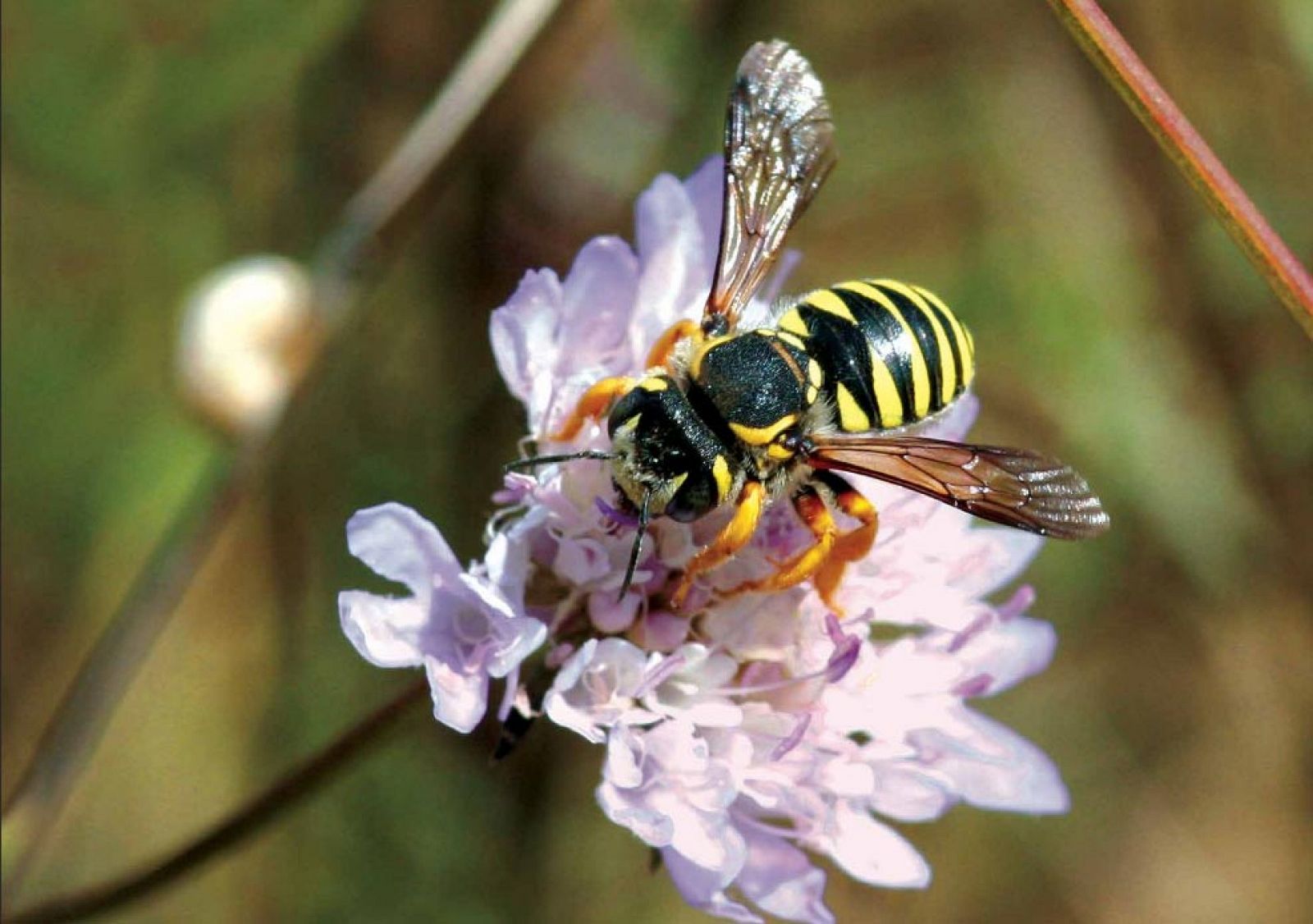 Abeja Stelis annulata.