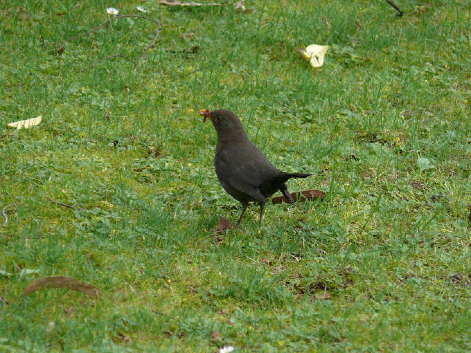  Hembra de mirlo común, Turdus merula.