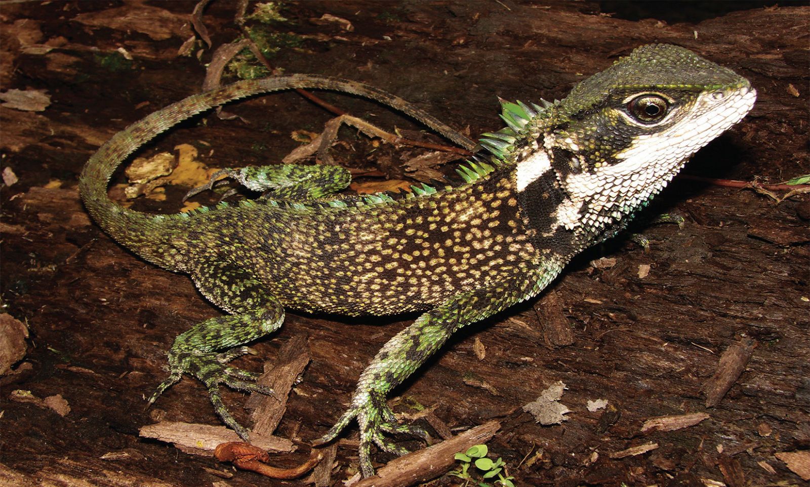 Un ejemplar macho de uno de los lagartos de bosque descubierto, el Enyalioides sophiarothschildae.