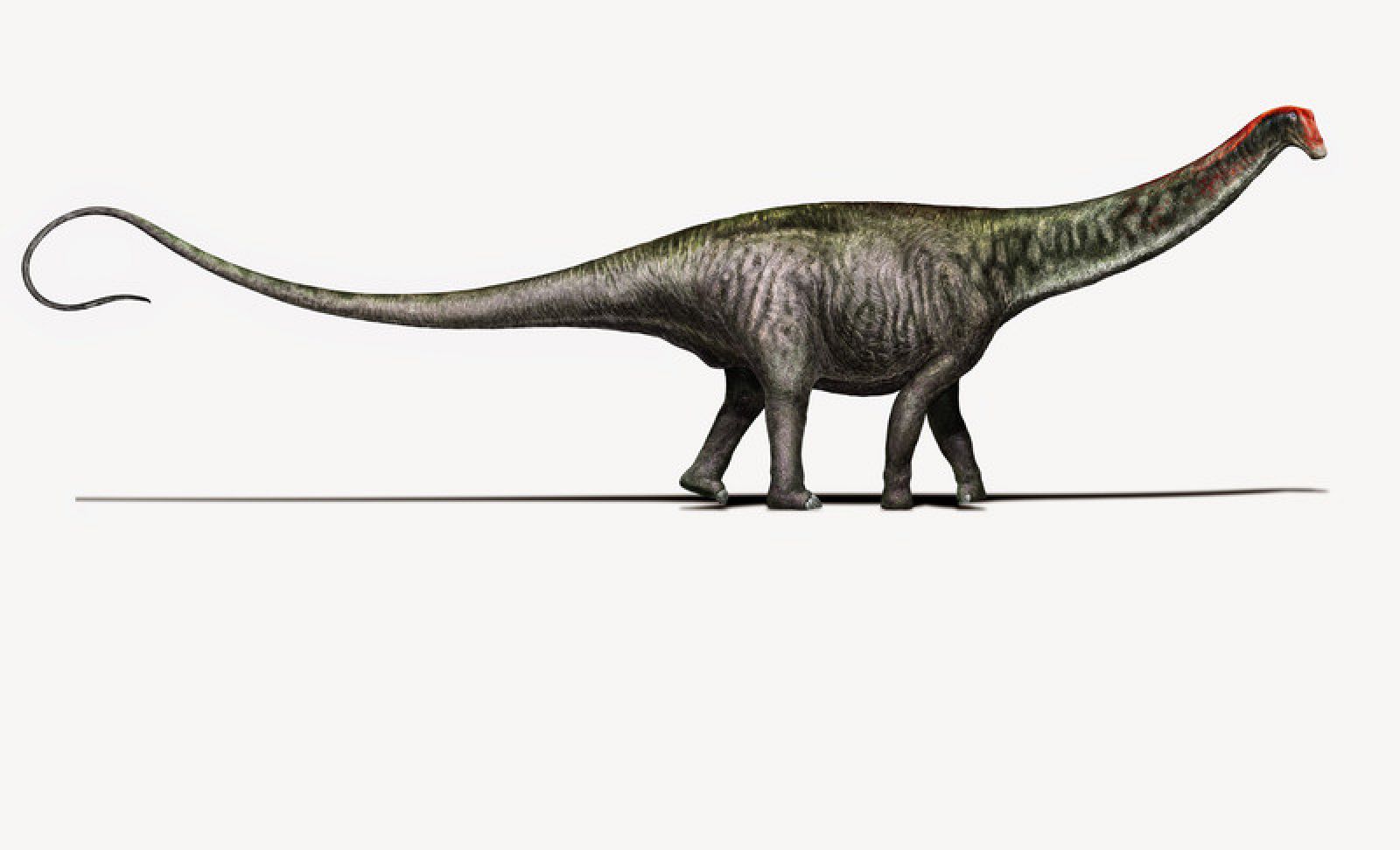 Ilustración de un dinosaurio brontosaurio.