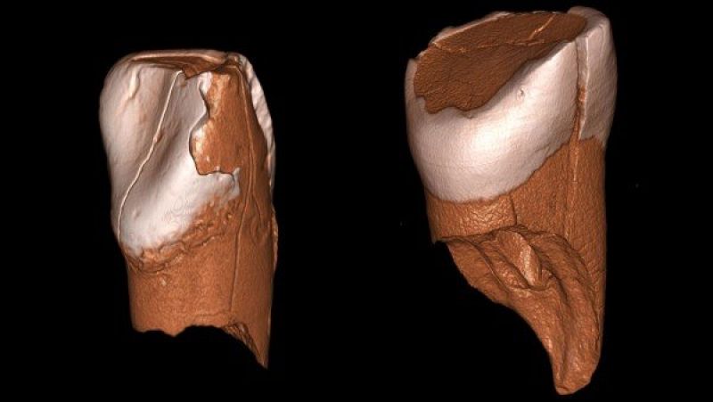 Los dientes de niño localizados en Italia pertenecían a humanos modernos, no a neandertales