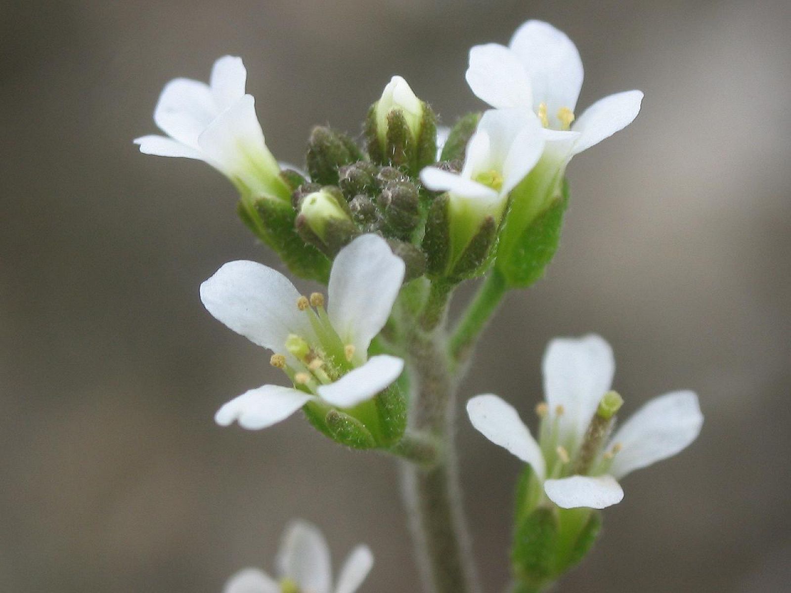 Flores de arabidopsis thaliana.