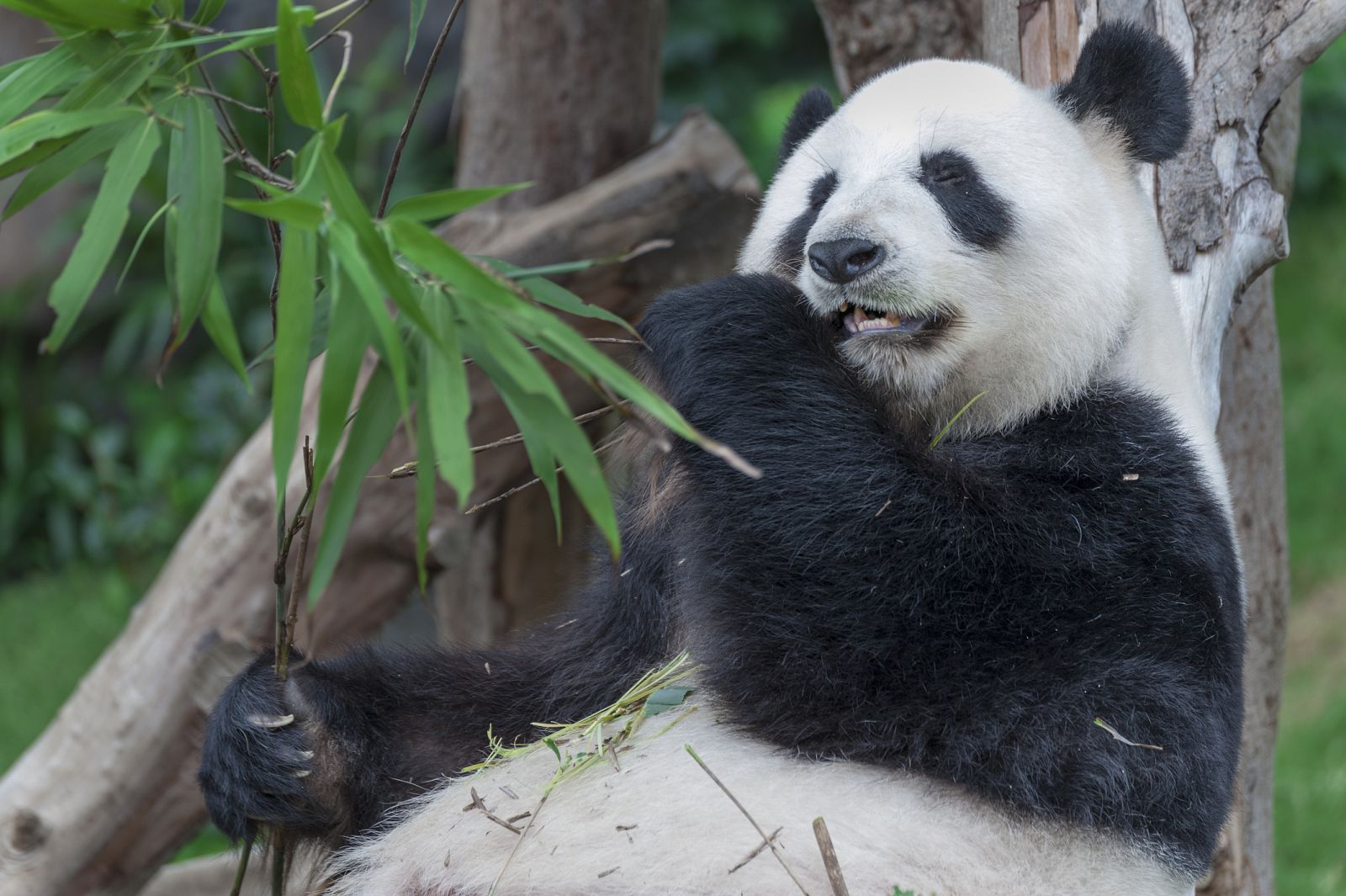 Un panda gigante chino come más de 12 kilos de bambú al día.