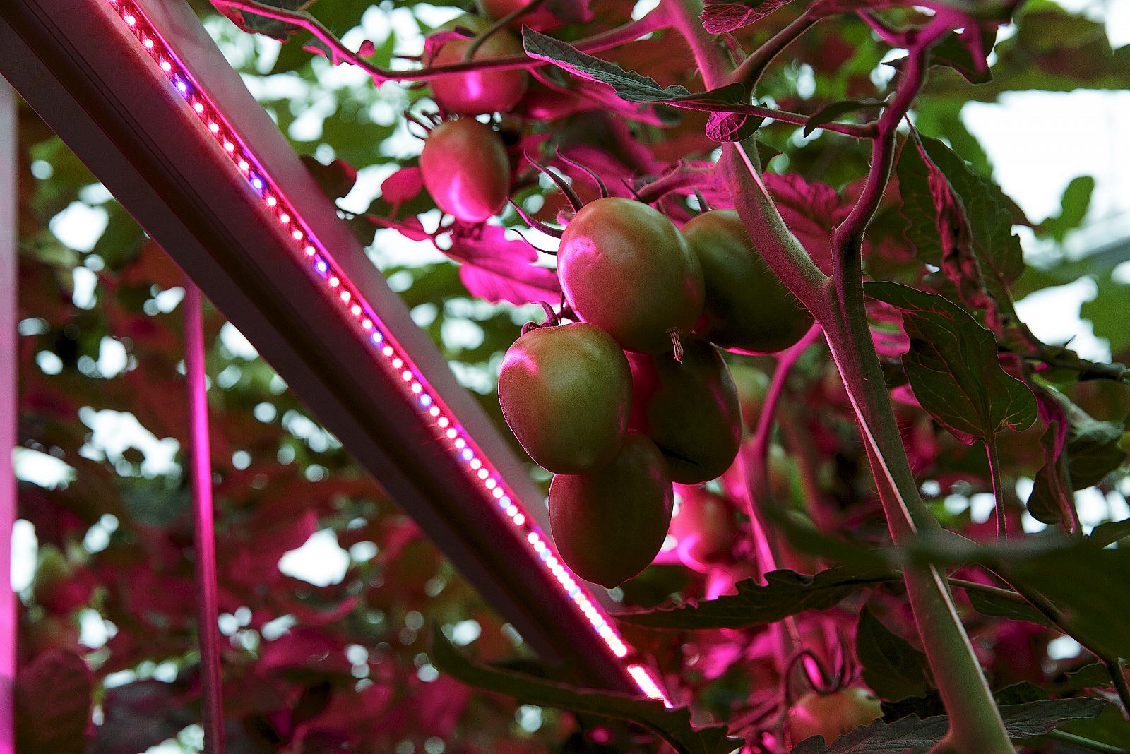 Una tomatera en un invernadero holandés en Someren