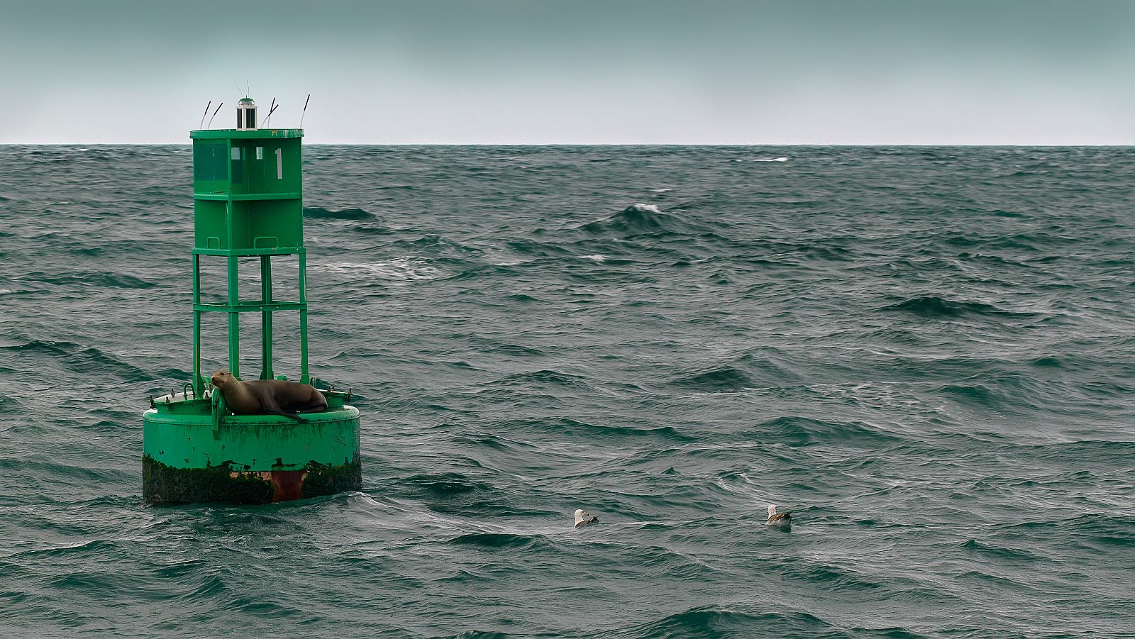 Un león marino en una boya.