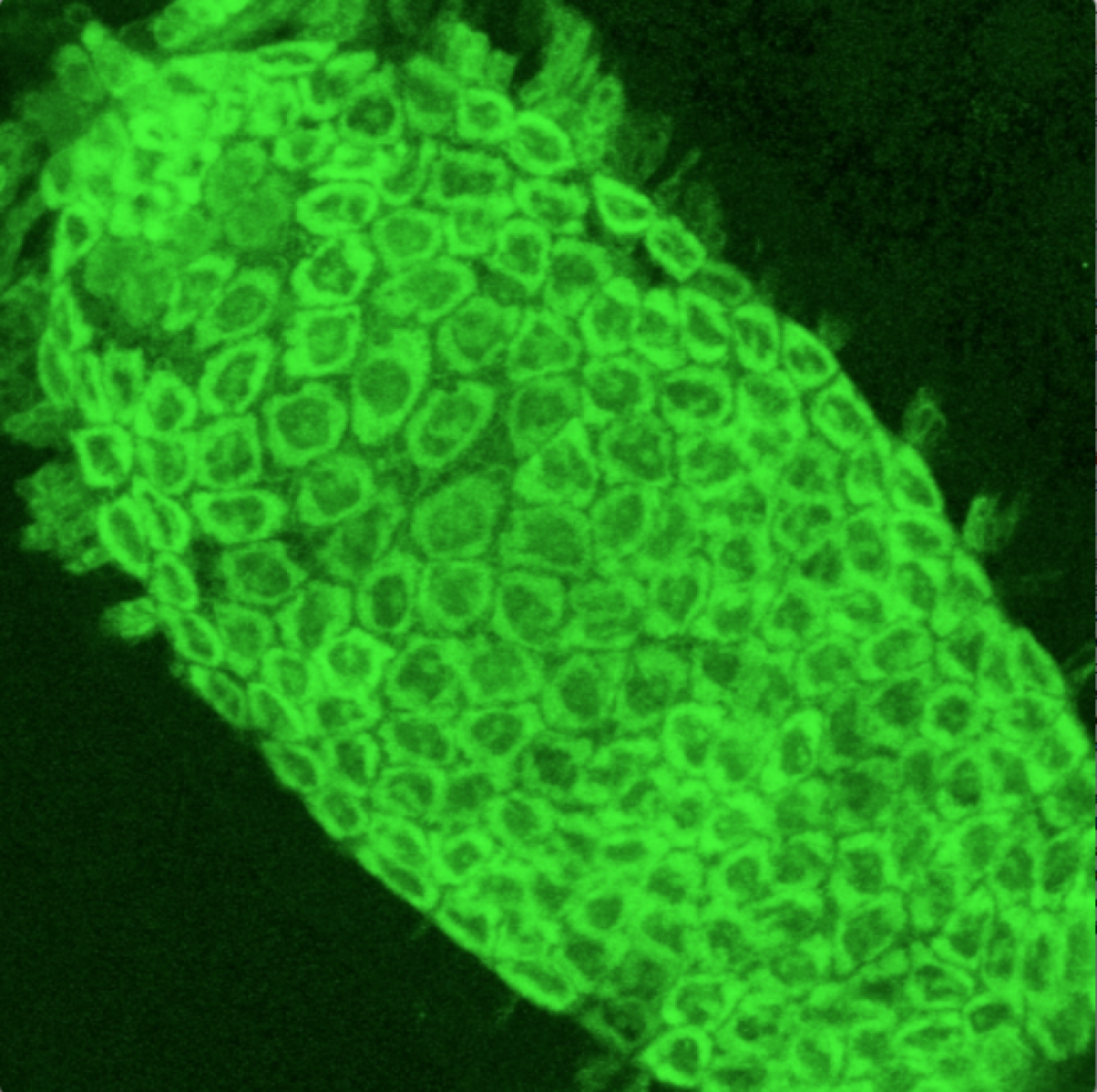 Imagen transversal de un embrión expresando Moesin-GFP (en verde) mostrando los cambios en la forma del tejido contráctil durante el cierre dorsal