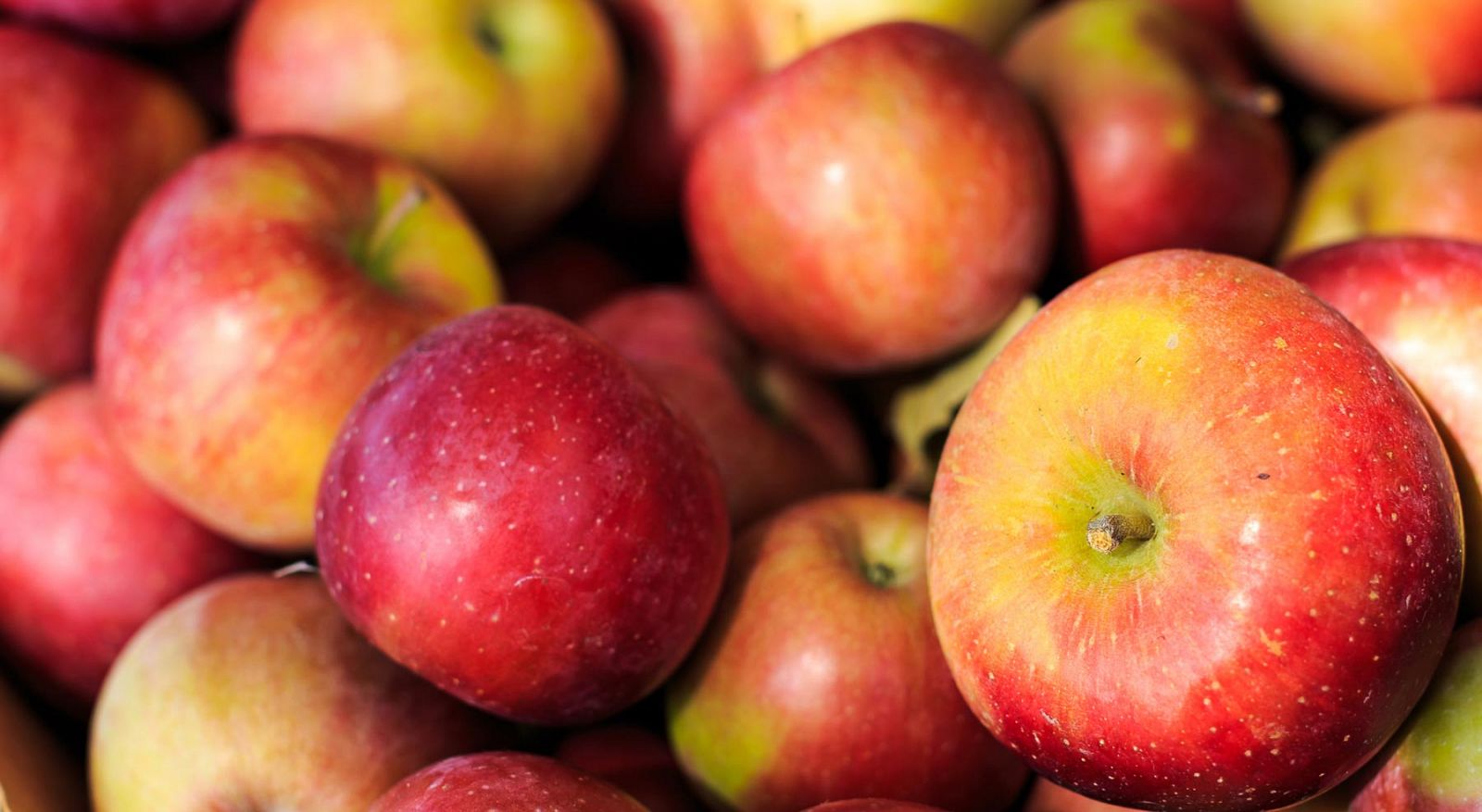 Moléculas presentes en la manzana pueden contribuir a reducir la grasa corporal.