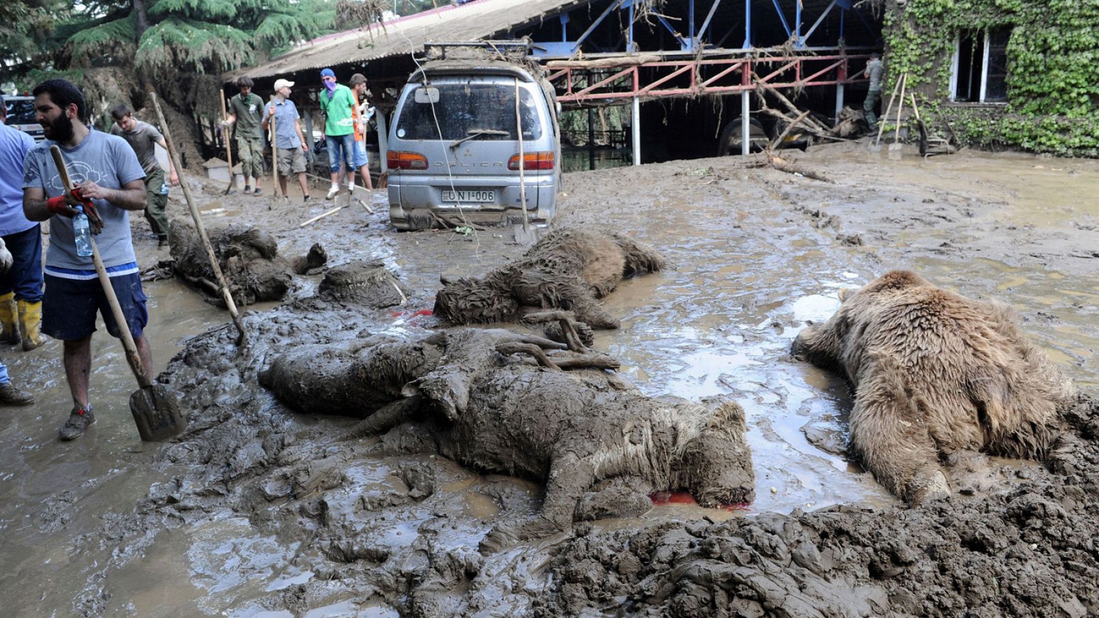 Trabajadores municipales en el zoo de Tiflis, capital de Georgia, con animales ahogados en el barro debido a las inundaciones, el 15 de junio
