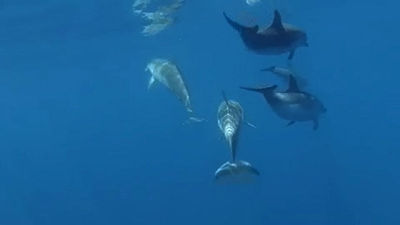 Para los promotores de delfinarios y acuarios, la fauna marina que exponen a sus visitantes cumple también una función de toma de contacto con la naturaleza,