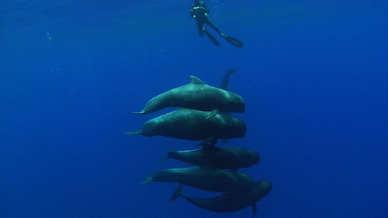 El archipiélago canario es zona de paso para un gran número de especies de cetáceos.