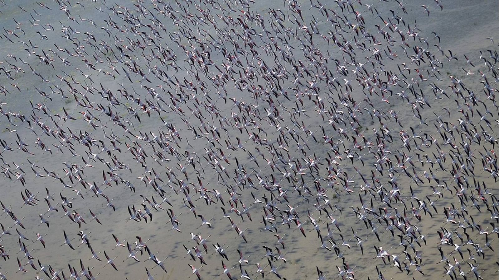 El número de ejemplares de aves acuáticas censadas en las marismas del Guadalquivir asciende a 537.511