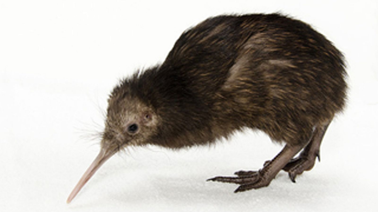 Pollo de kiwi en el Smithsonian`s National Zoo