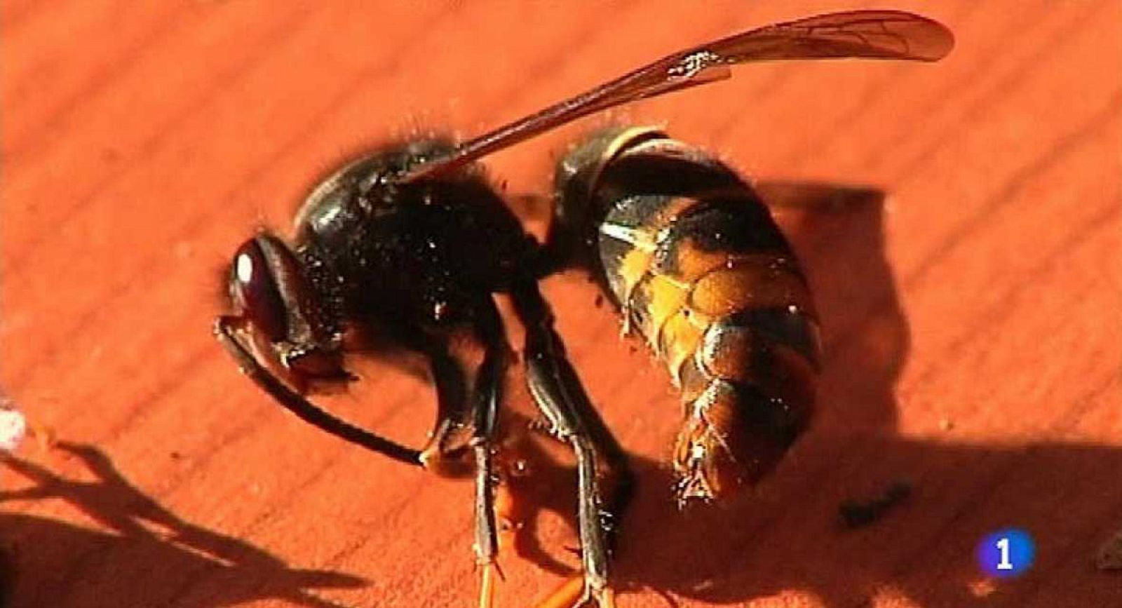 La avispa asiática es una depredadora natural de las abejas