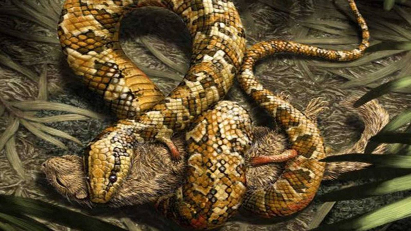 lustración de 'Tetrapodophis amplectus', la serpiente de cuatro patas