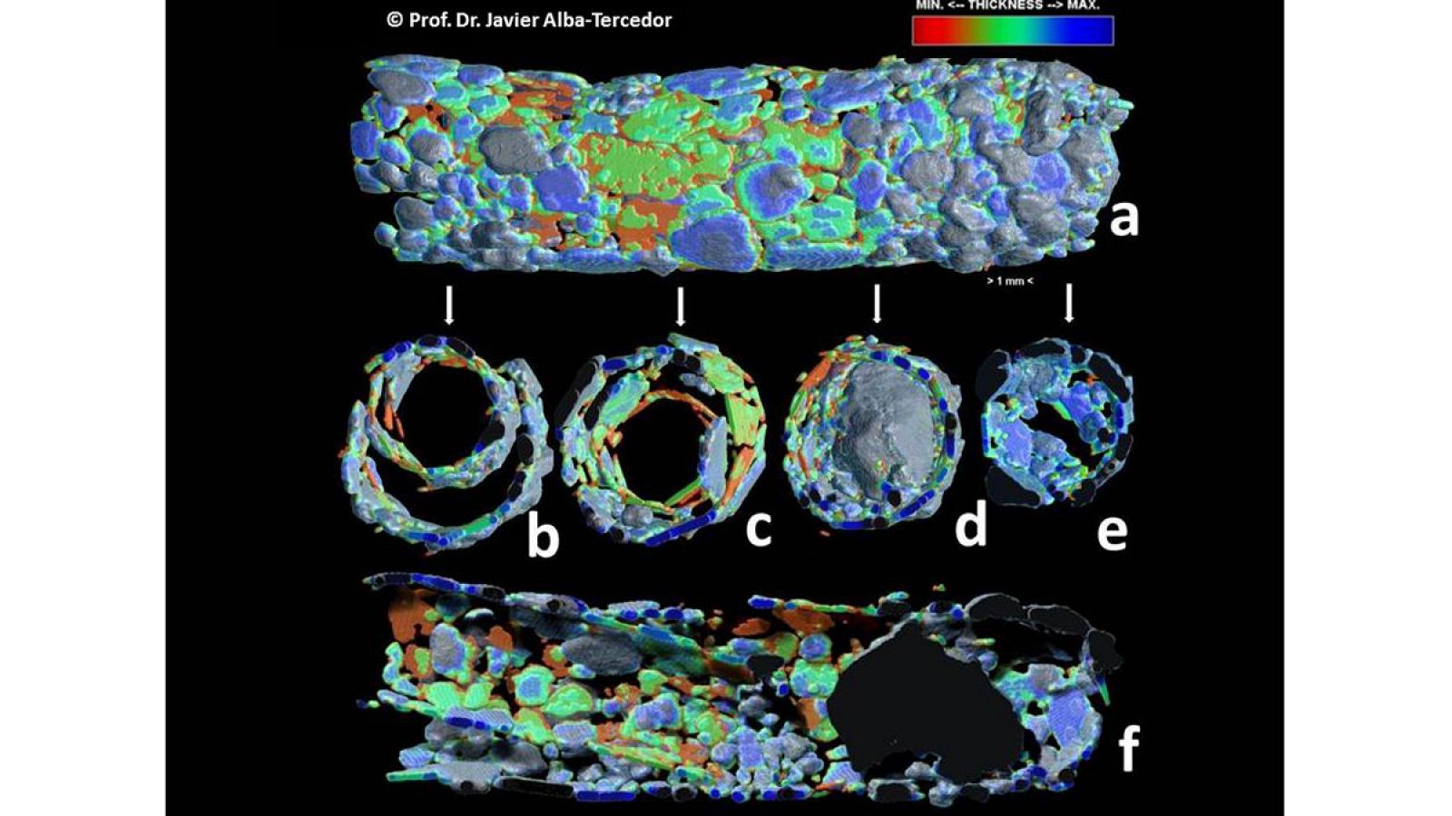 Larvas de insectos acuáticos construyen refugios en forma de canutillos con granos de arena o pequeñas piedras para proteger sus delicados cuerpos