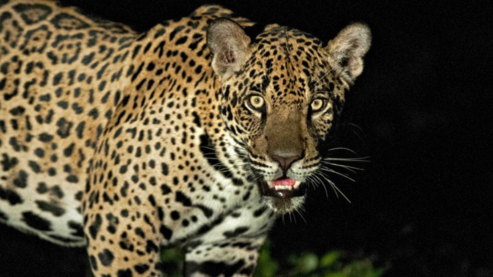 Jaguar del pantanal brasileño