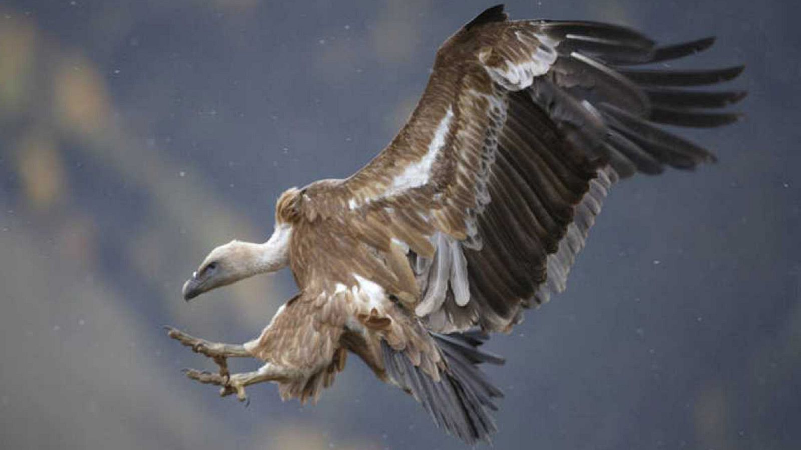 Un buitre en pleno vuelo