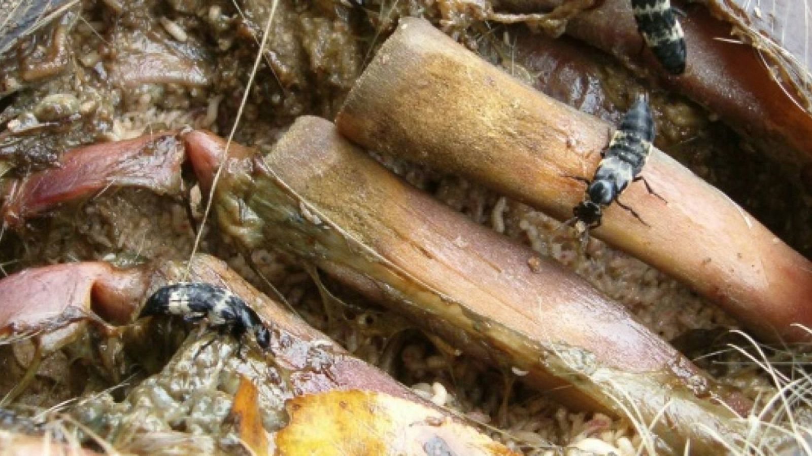 Grupo de escarabajos estafilínidos comiendo larvas de mosca de un cadáver de cerdo en avanzado estado de descomposición