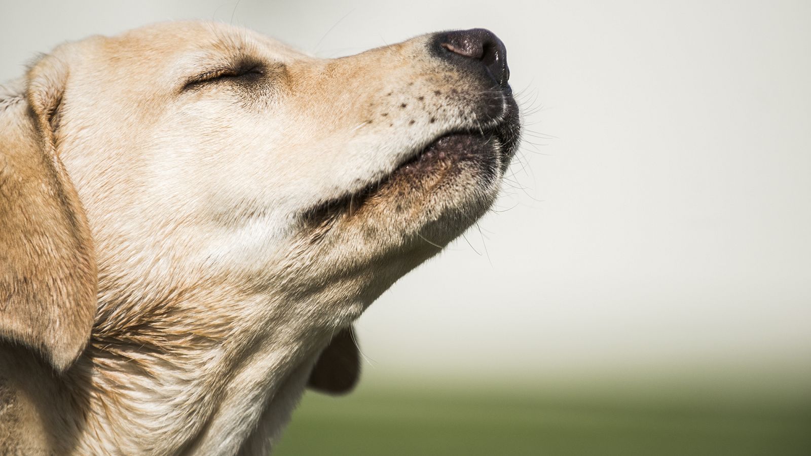 Imagen de archivo de un perro