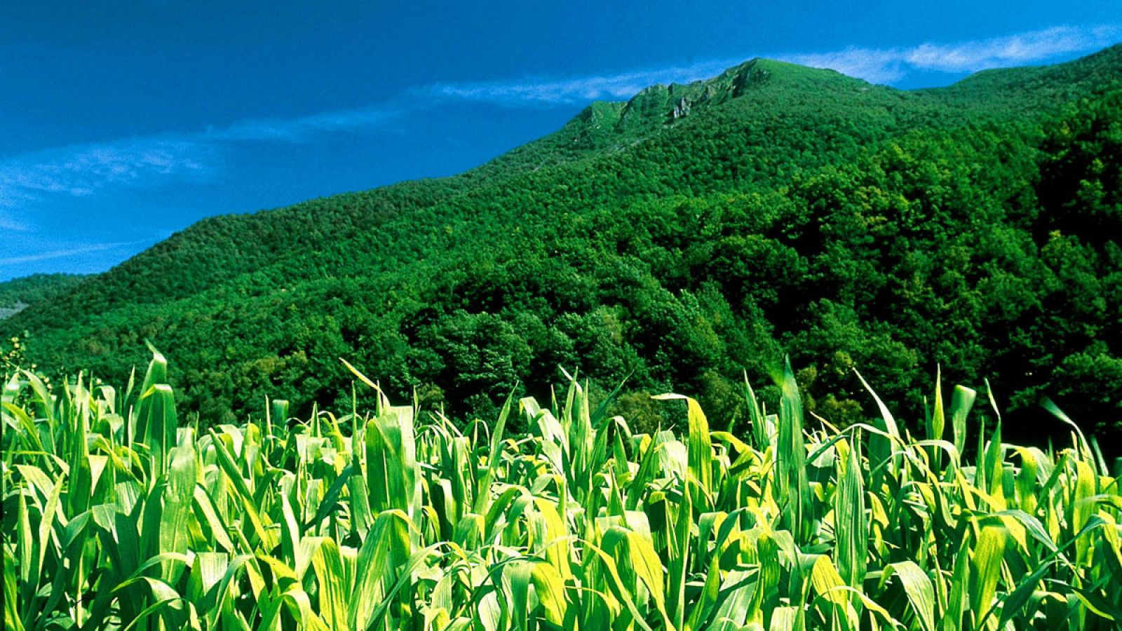 Reserva de la Biosfera de Muniellos, en Asturias