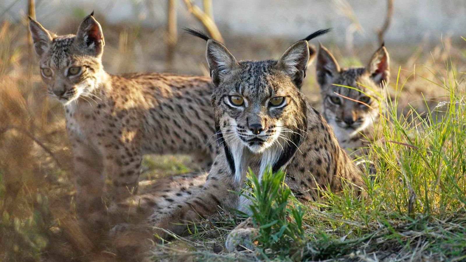 Linces en Doñana