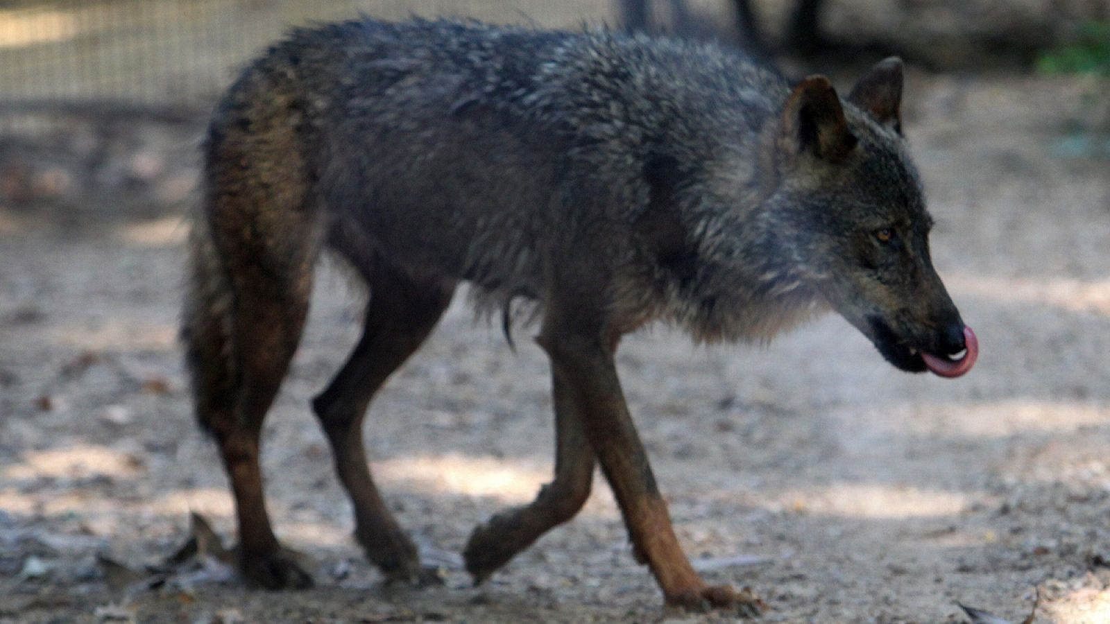 La drástica reducción del número de lobos ibéricos hasta la década de los 70 en España tuvo un fuerte impacto biológico