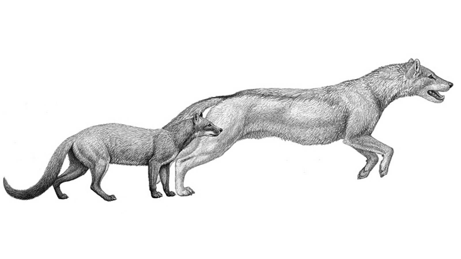 Recreación de dos antiguos cánidos: Hesperocyon (izq) y Sunkahetanka.