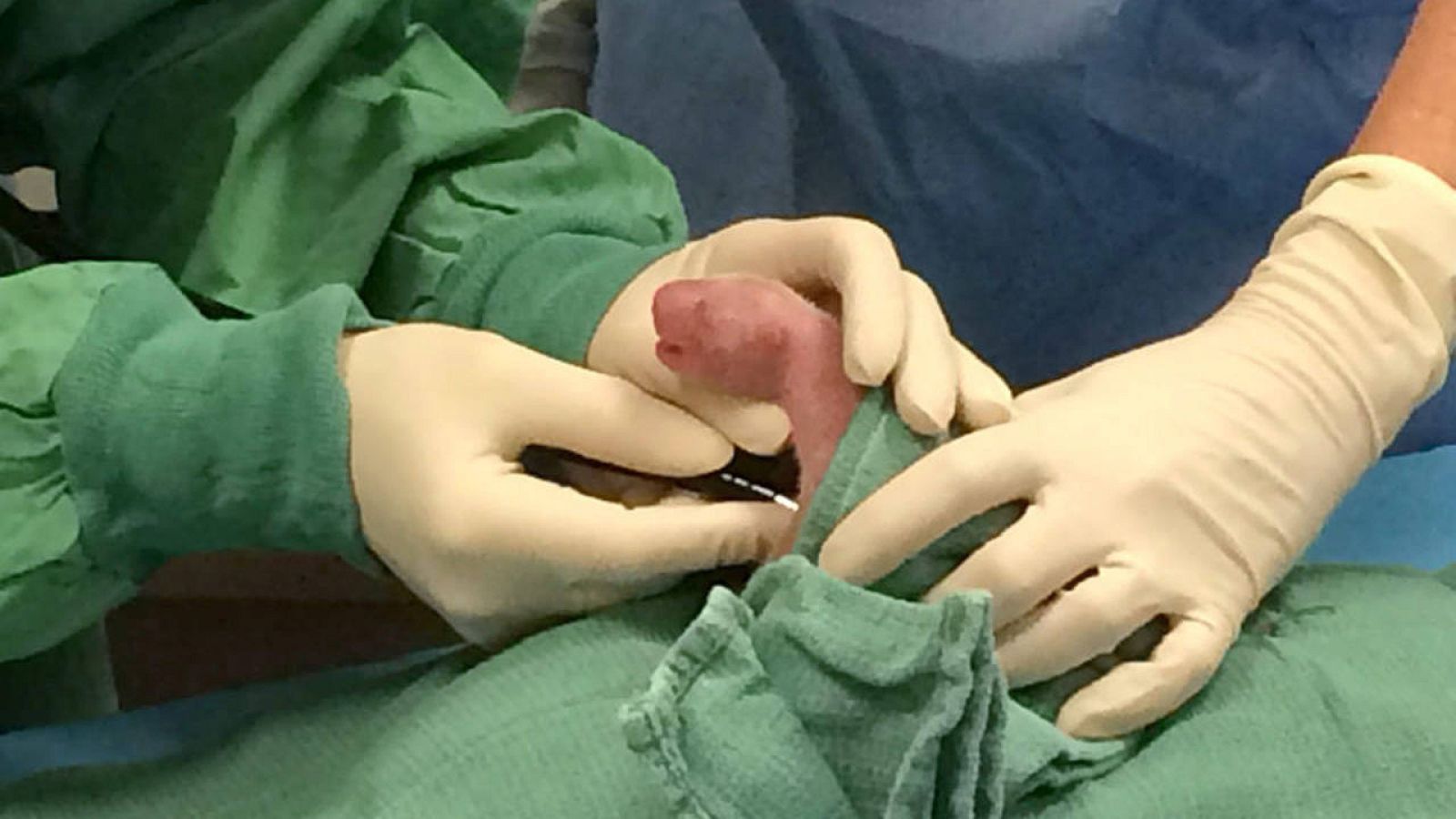 La panda gigante del zoo de Washington, Mei Xiang, da a luz gemelos