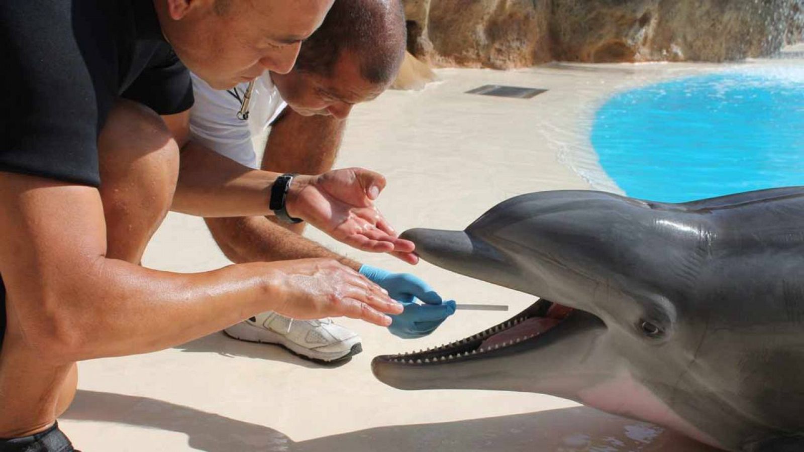 Imagen cedida por Loro Parque (Tenerife), en la que su personal toma muestras de saliva a uno de sus delfines para una investigación