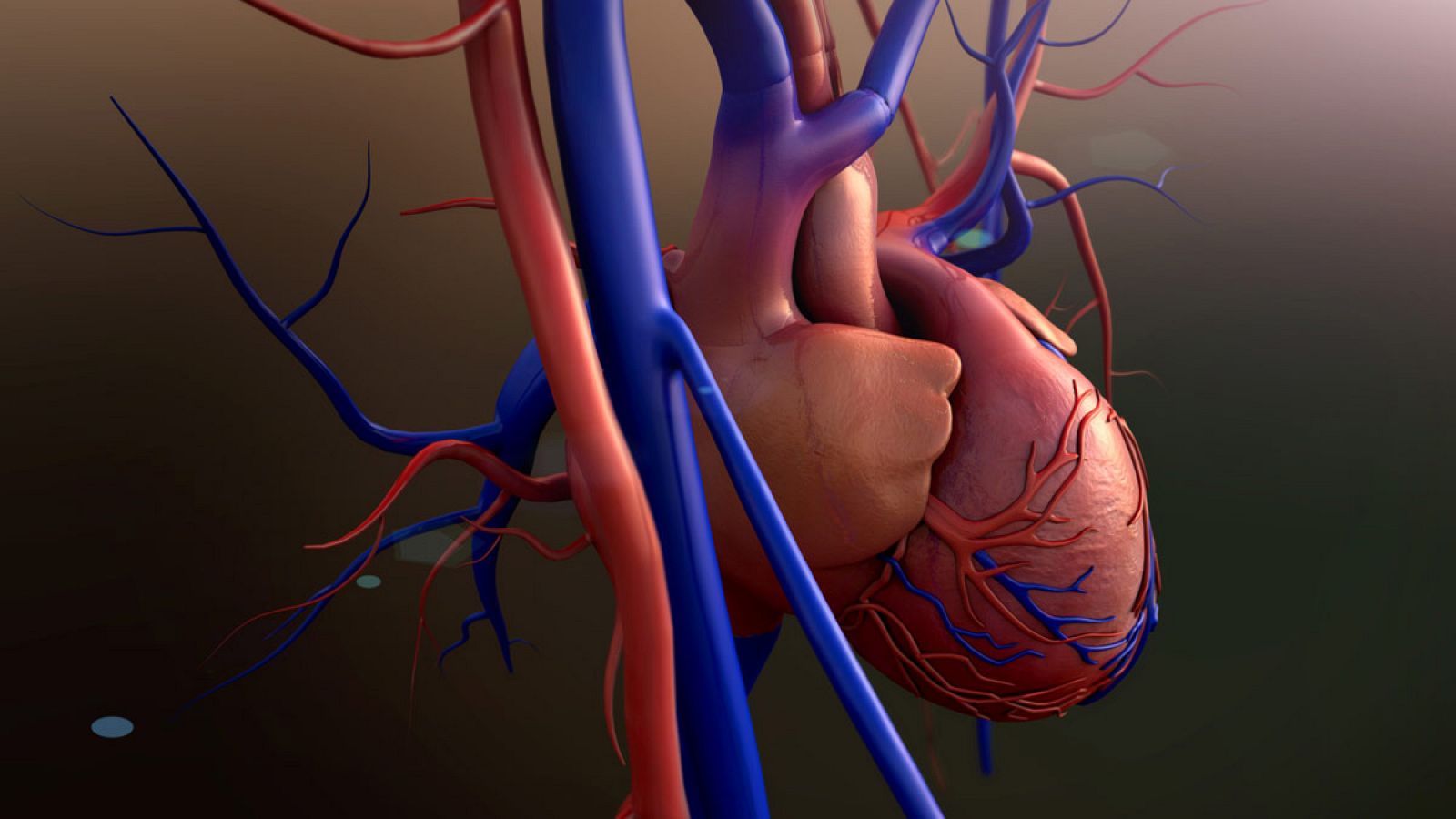 Ilustración de un corazón y las venas y arterias que entran y salen de él.