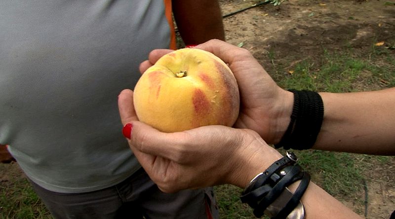 El melocotón de Calanda