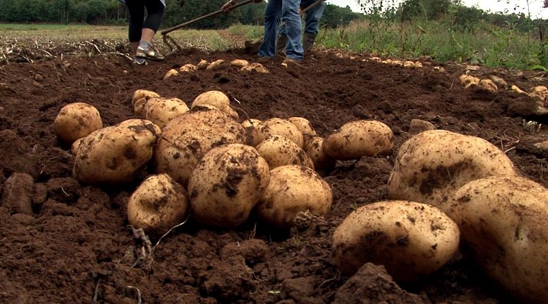 La patata de Coristanco