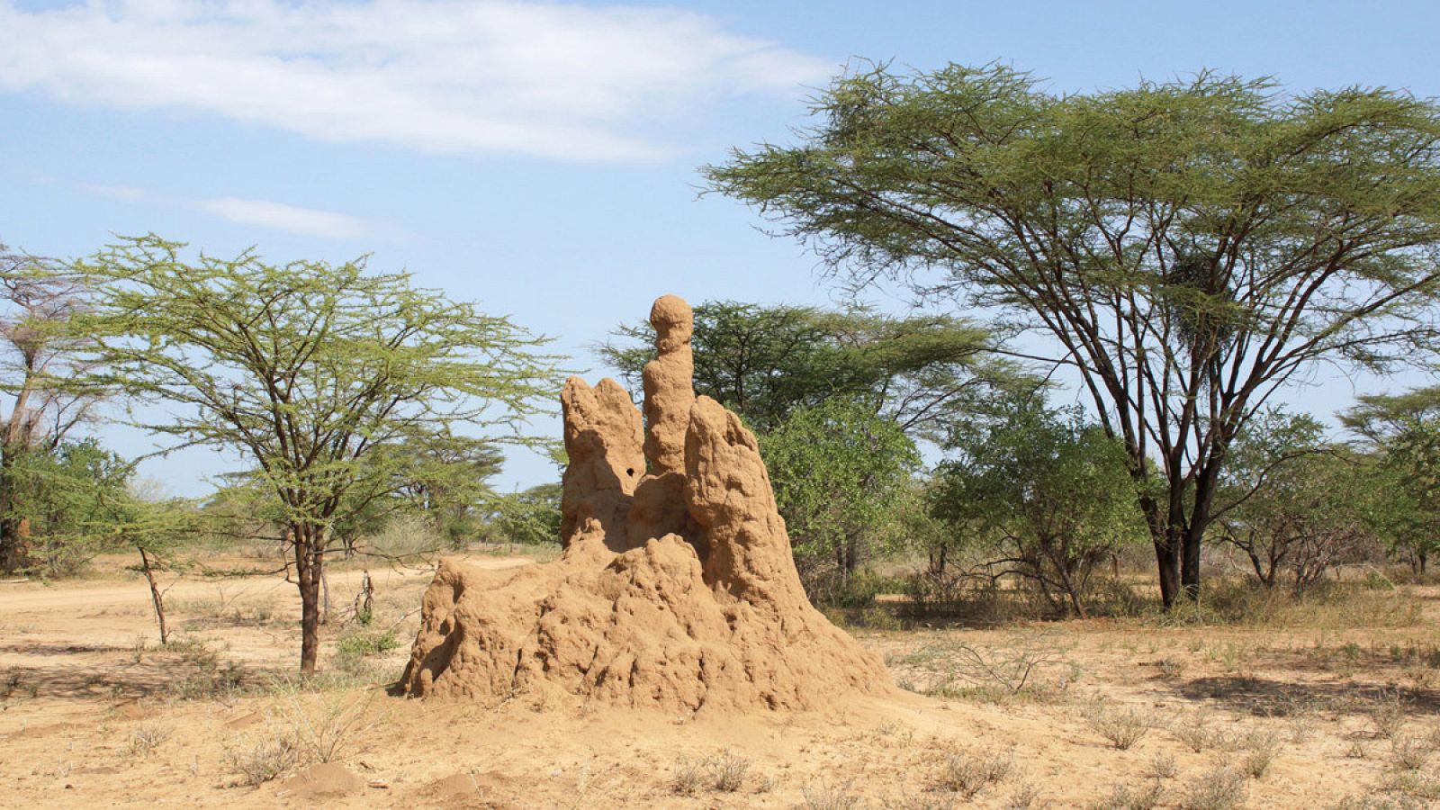 Un termitero gigante, al este de Etiopía.