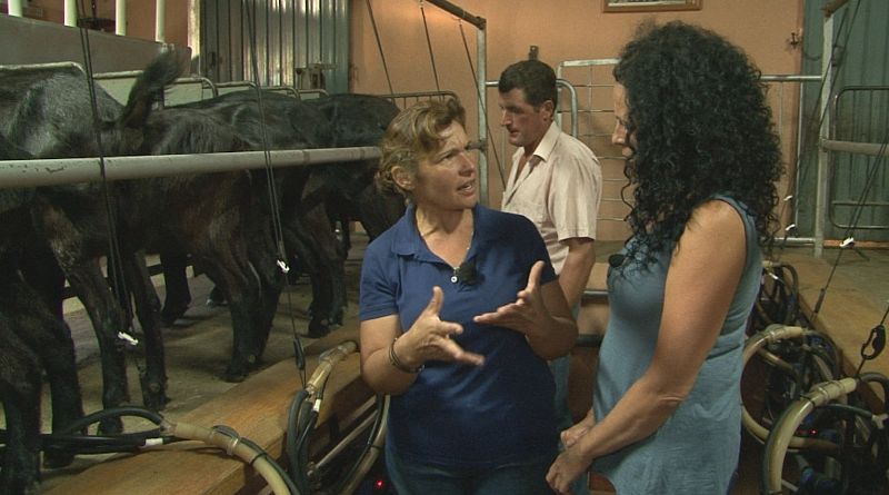 La leche de cabra no tiene colesterol