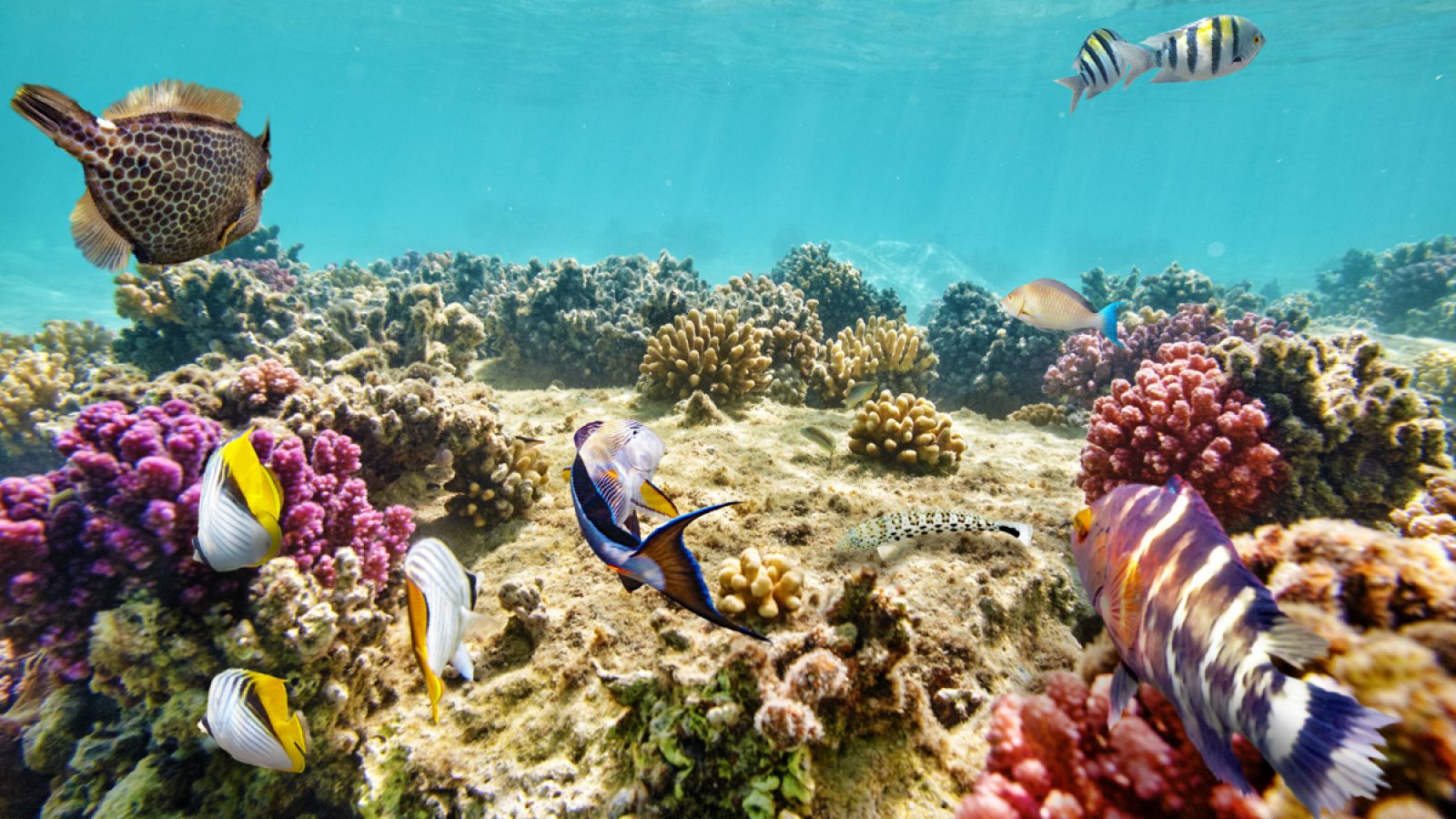 El vinagre casero se ha convertido en una efectiva arma de bajo coste para luchar contra la plaga de coronas de espinas que destruye la Gran Barrera de Coral, en el noreste australiano, según informan fuentes de la Universidad James Cook.