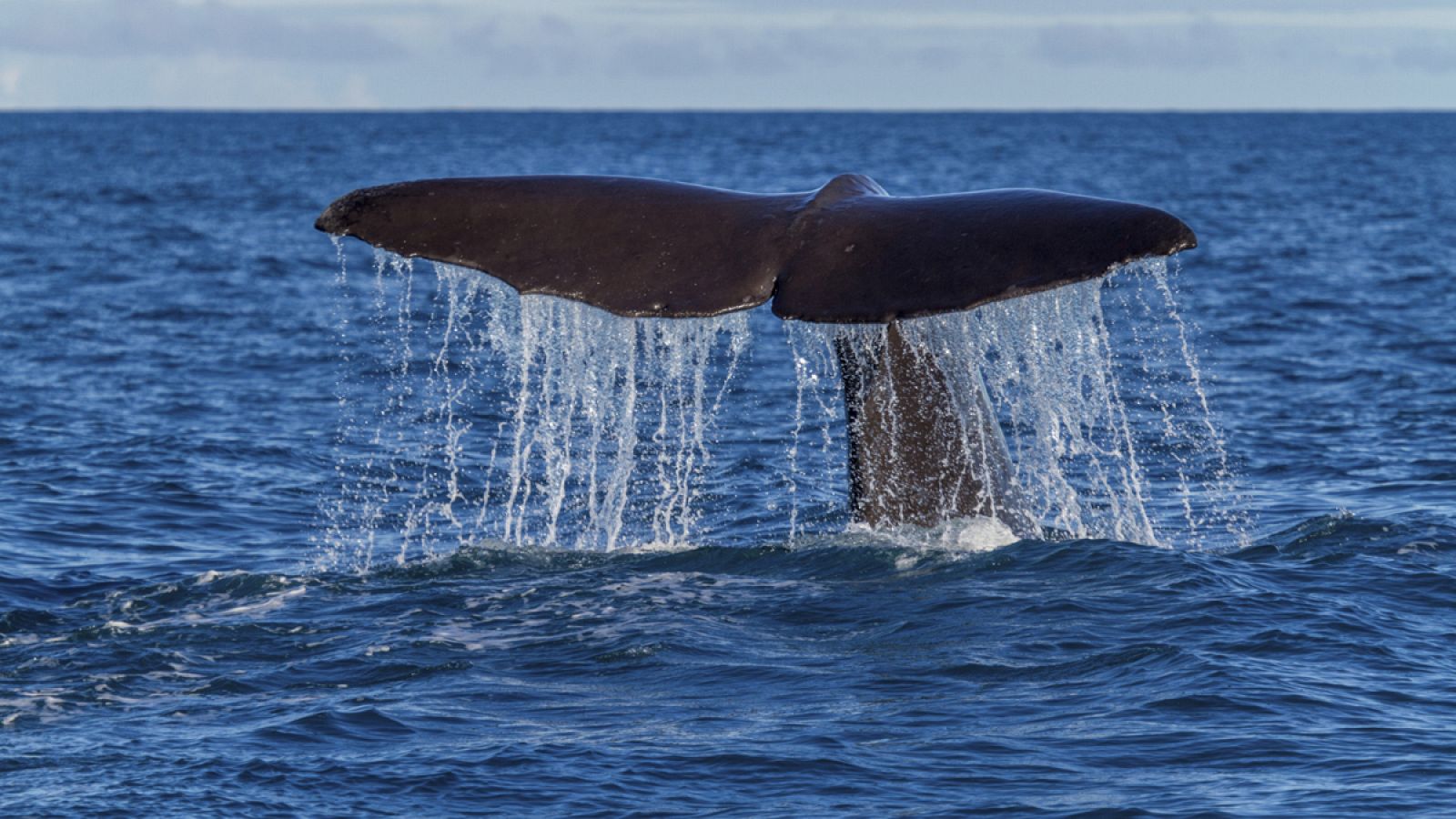 En las Kermadec viven muchas especies en peligro, entre ellas varias especies de ballenas y delfines.
