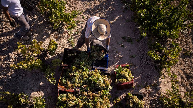 Imagen de dos personas trabajando en la vendimia