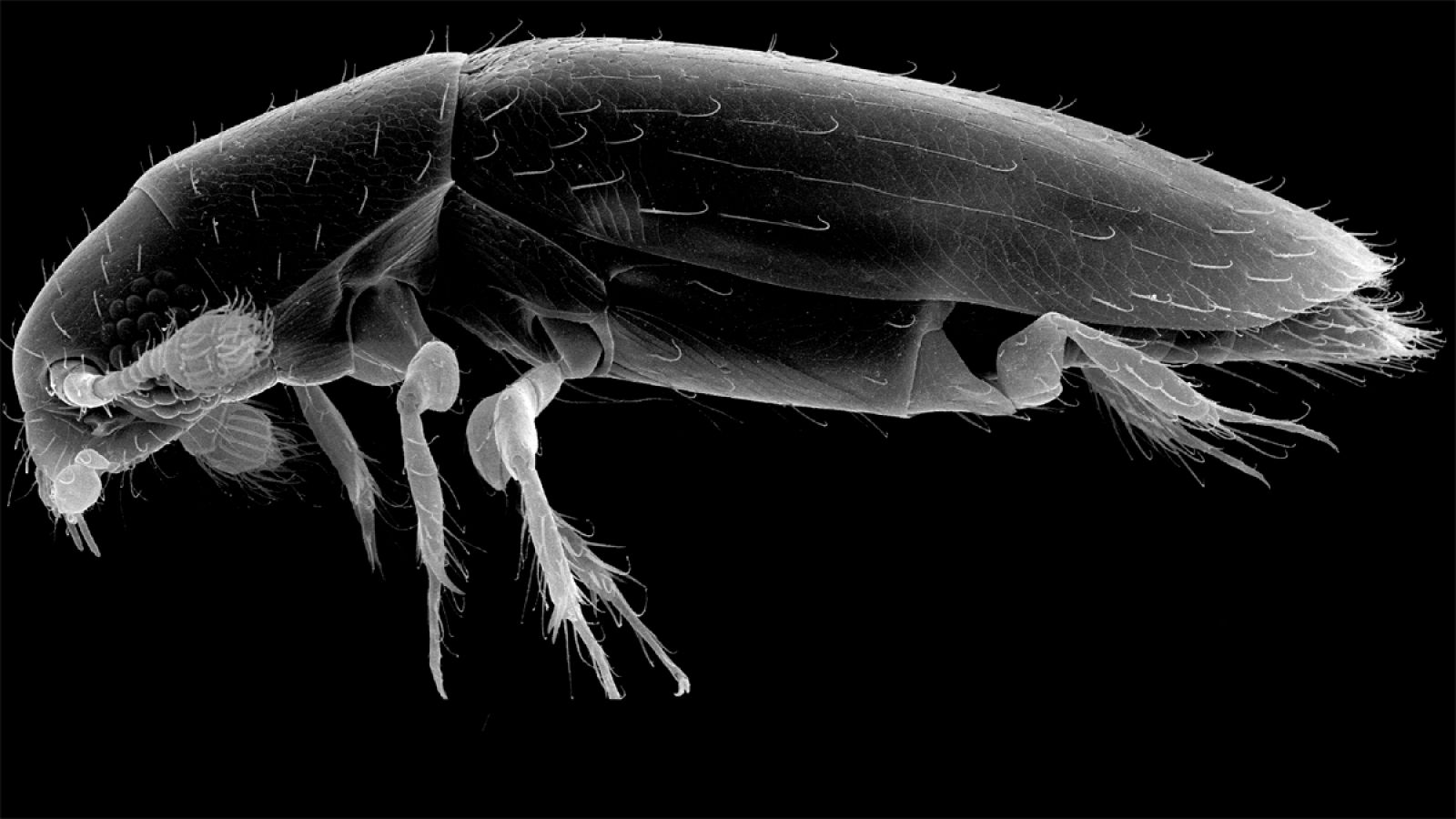Imagen del microscópico escarabajo de ala emplumada.