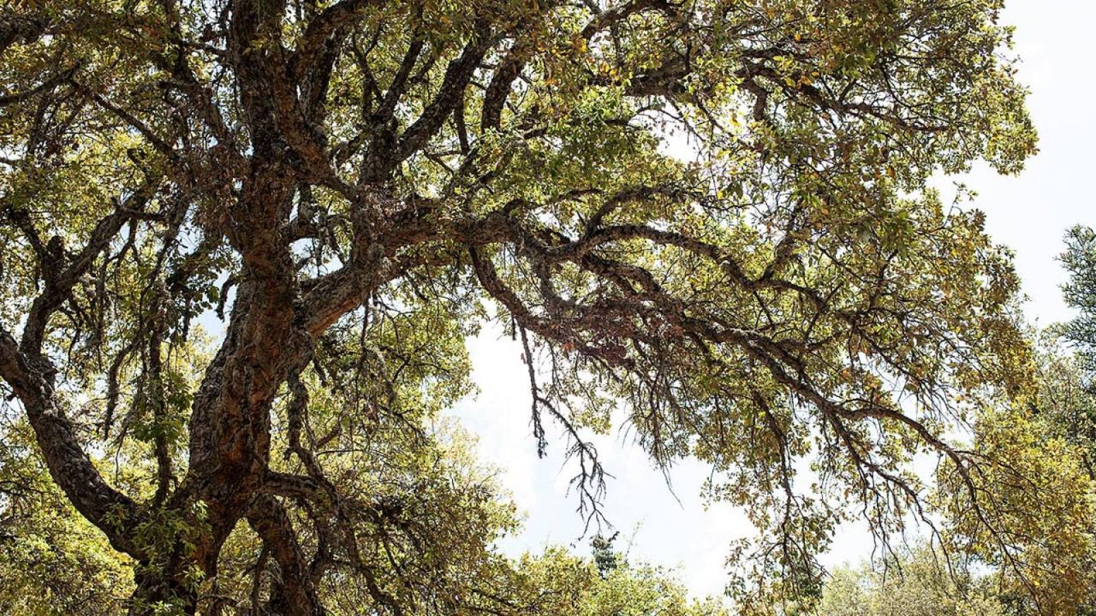 Imagen de un alcornoque en un bosque