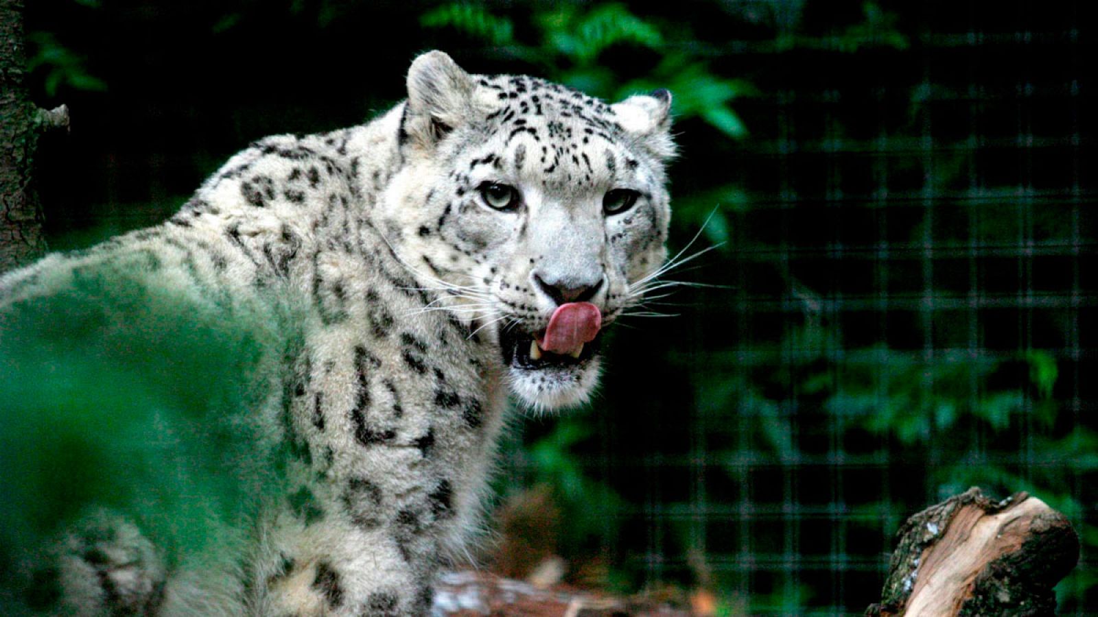 Un leopardo de las nieves macho en el zoo de Taronga en Sydney, Australia